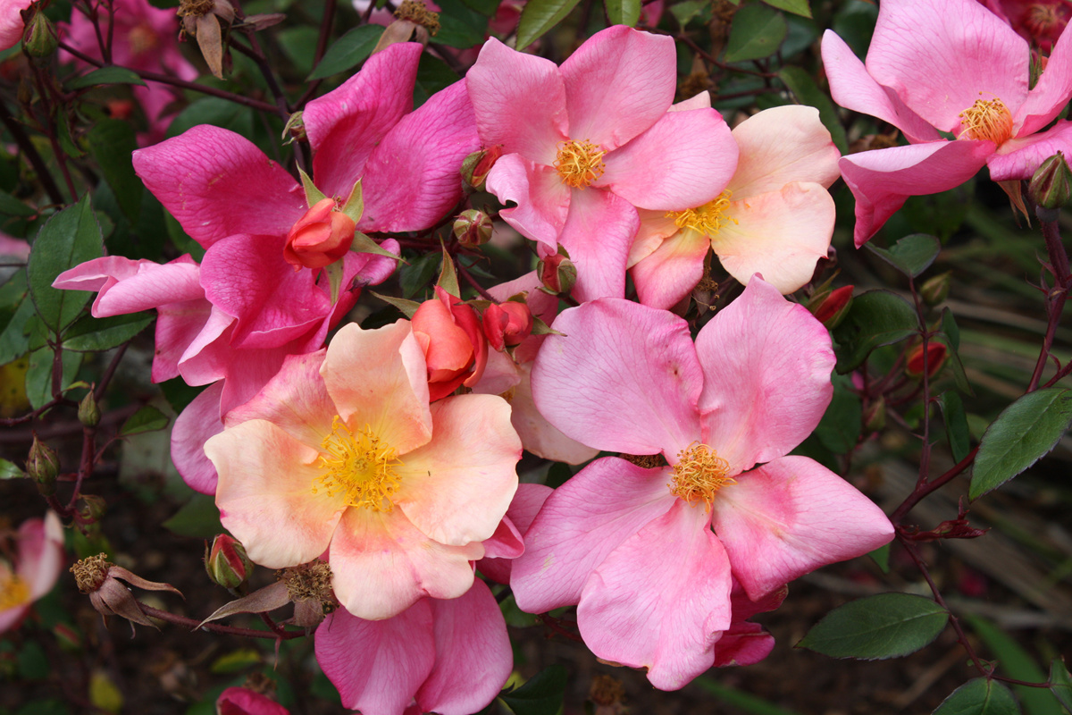 Rosa mutabilis (1).jpg